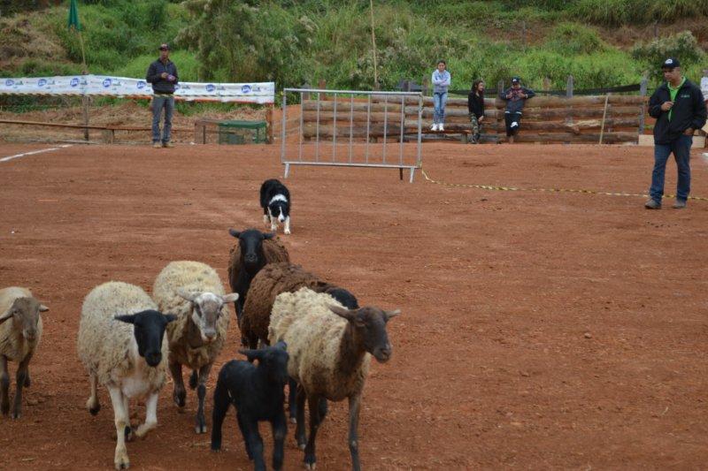 Fotos Expo 2017 - Rosário da Limeira